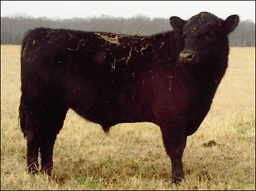 Angus bull in straw