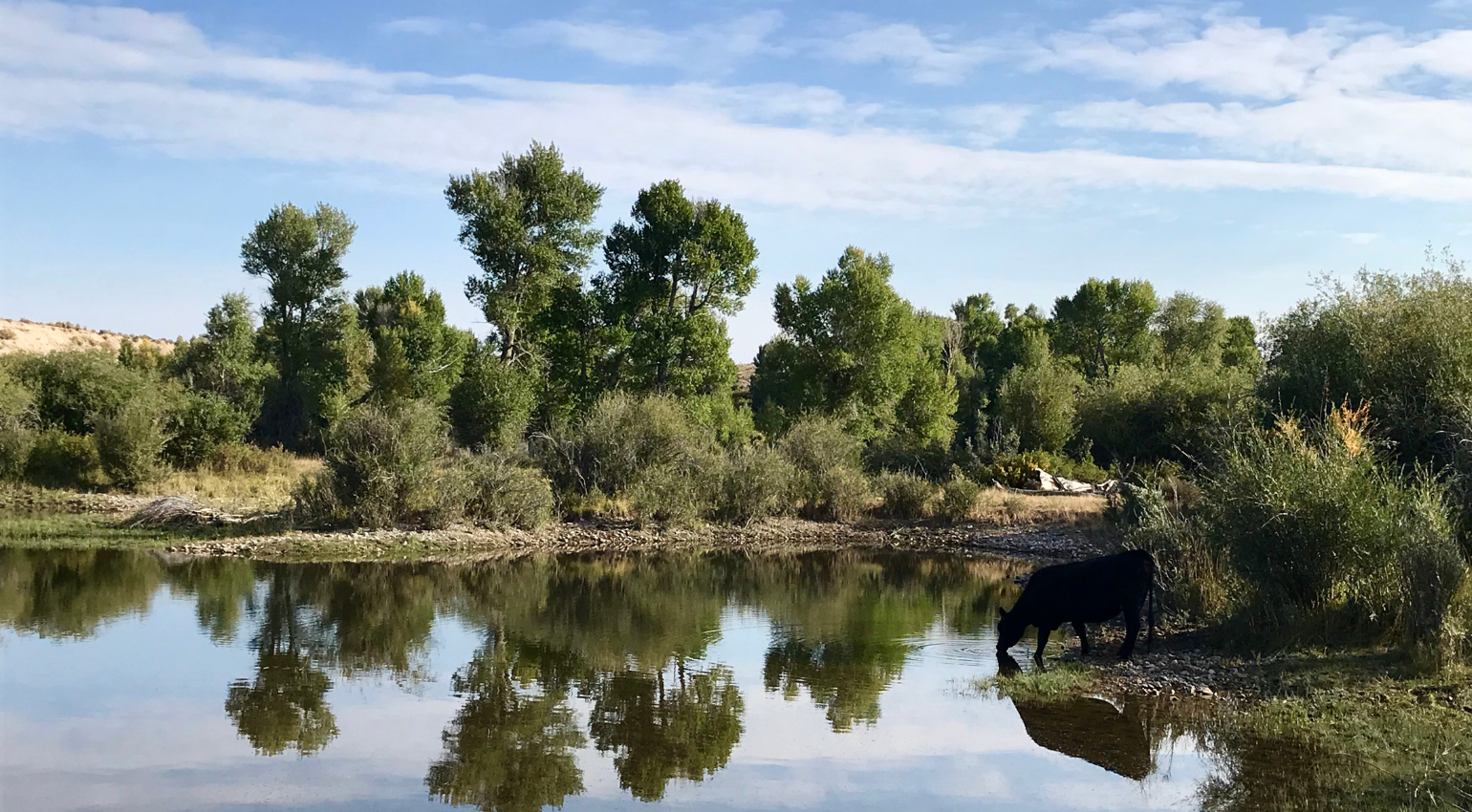 reflection of cow drinking