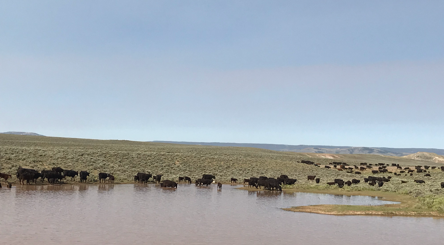 cows on a desert reservoir