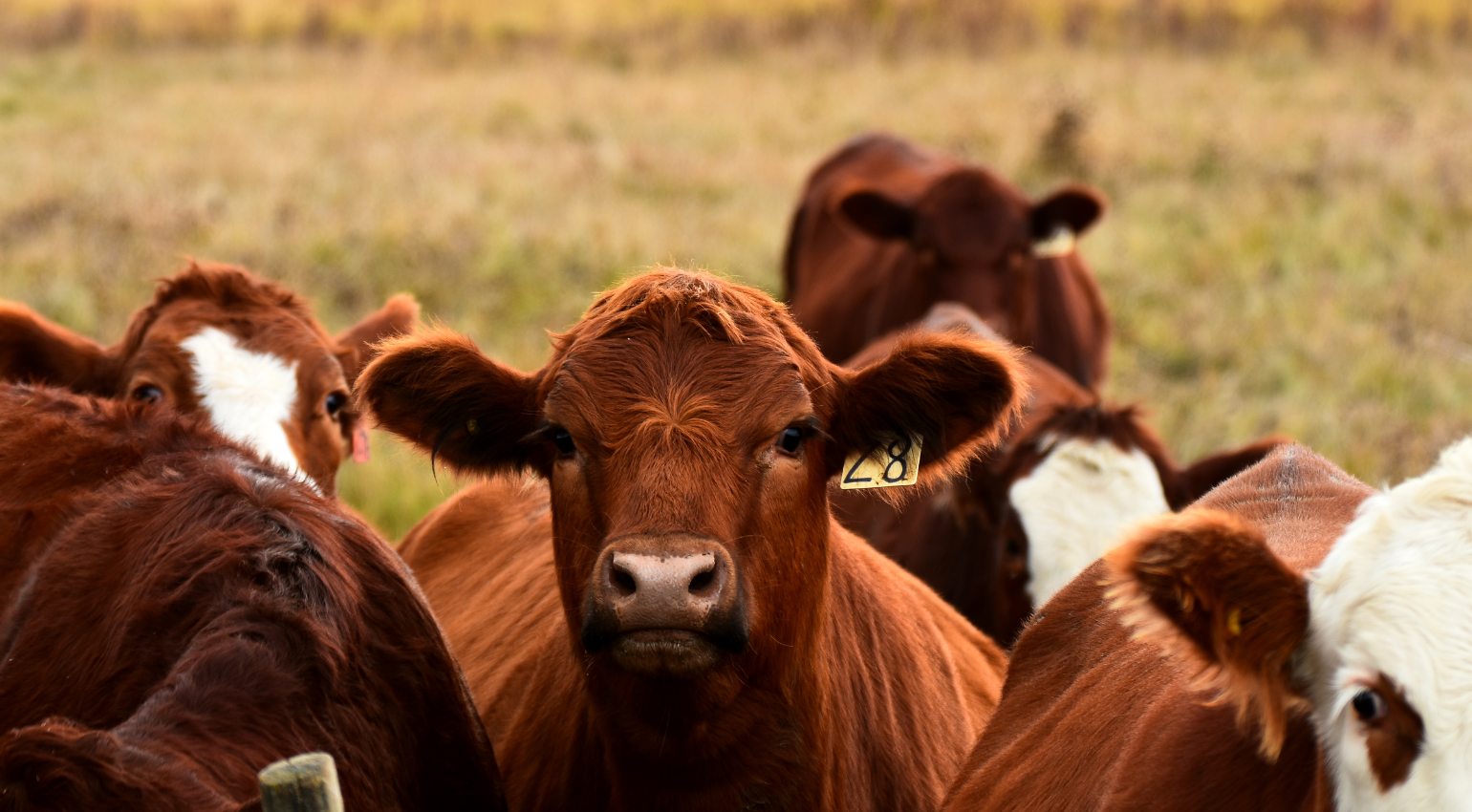 cows looking at camera